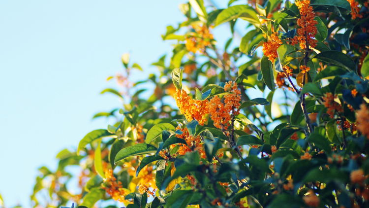 Kimokusei Collection